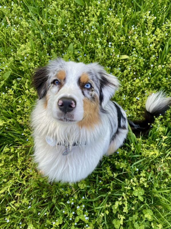 Carica e Vota - Aprile 2026