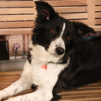 Concorso Fotografico - QuattroZampe in Fiera - Padova - Gennaio/Febbraio 2026