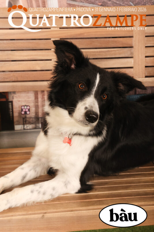 Concorso Fotografico - QuattroZampe in Fiera - Padova - Gennaio/Febbraio 2026