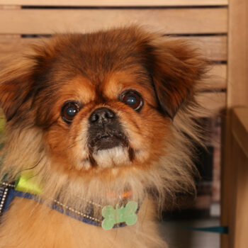 Concorso Fotografico - QuattroZampe in Fiera - Padova - Gennaio/Febbraio 2026