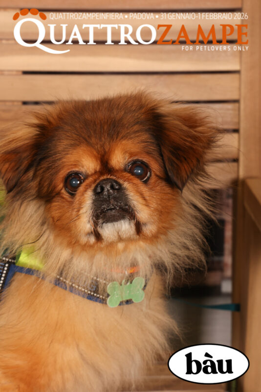 Concorso Fotografico - QuattroZampe in Fiera - Padova - Gennaio/Febbraio 2026