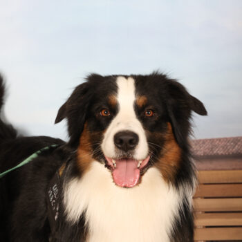 Concorso Fotografico - QuattroZampe in Fiera - Padova - Gennaio/Febbraio 2026