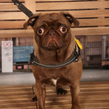 Concorso Fotografico - QuattroZampe in Fiera - Padova - Gennaio/Febbraio 2026