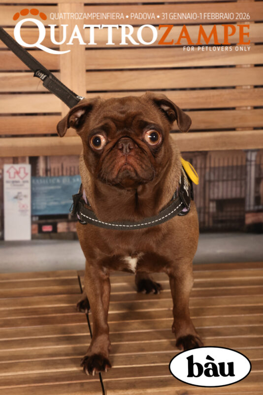 Concorso Fotografico - QuattroZampe in Fiera - Padova - Gennaio/Febbraio 2026