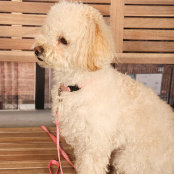 Concorso Fotografico - QuattroZampe in Fiera - Padova - Gennaio/Febbraio 2026