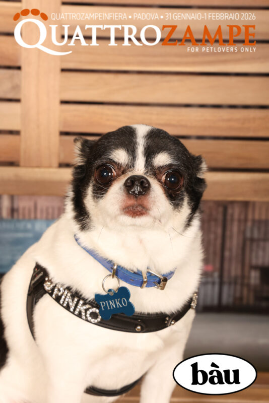 Concorso Fotografico - QuattroZampe in Fiera - Padova - Gennaio/Febbraio 2026