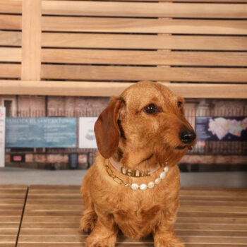 Concorso Fotografico - QuattroZampe in Fiera - Padova - Gennaio/Febbraio 2026