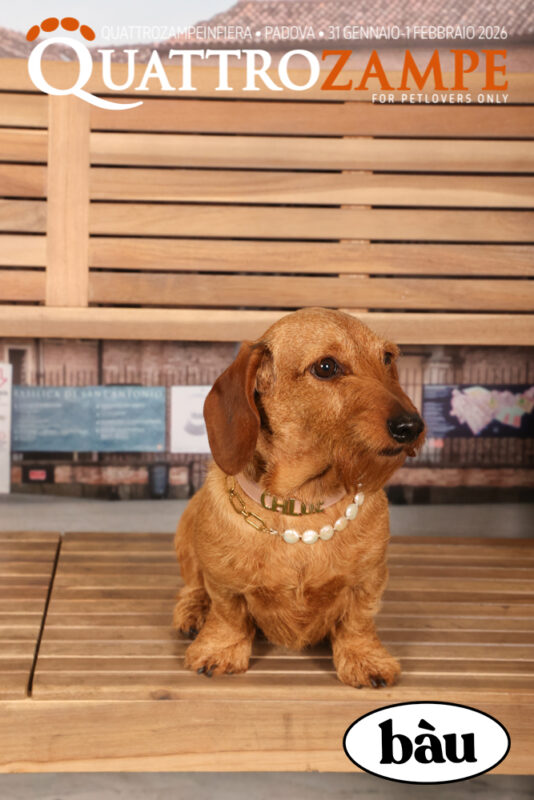 Concorso Fotografico - QuattroZampe in Fiera - Padova - Gennaio/Febbraio 2026
