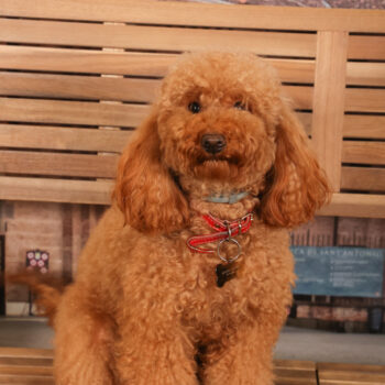 Concorso Fotografico - QuattroZampe in Fiera - Padova - Gennaio/Febbraio 2026