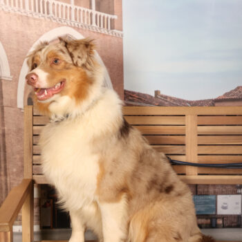 Concorso Fotografico - QuattroZampe in Fiera - Padova - Gennaio/Febbraio 2026