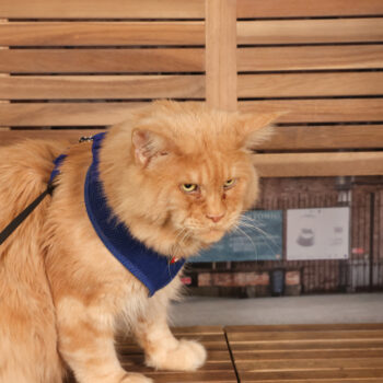 Concorso Fotografico - QuattroZampe in Fiera - Padova - Gennaio/Febbraio 2026