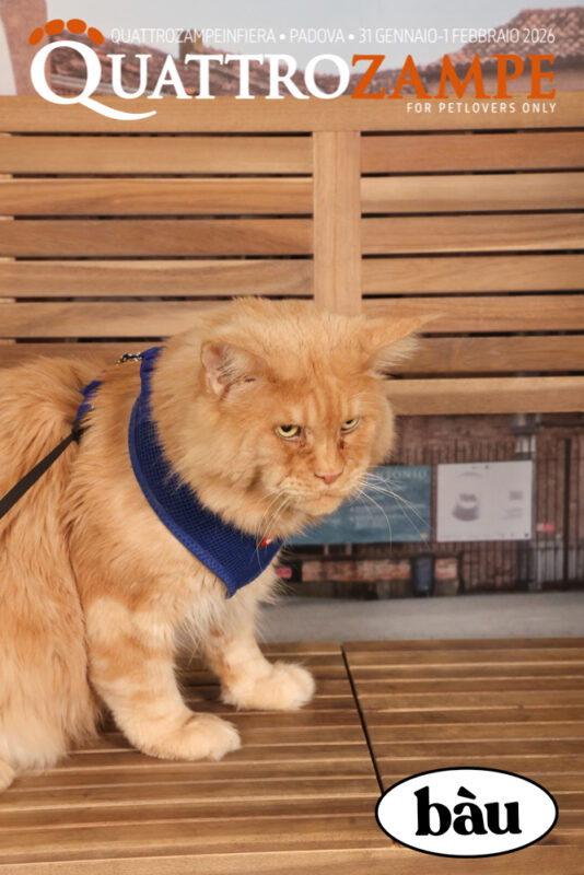 Concorso Fotografico - QuattroZampe in Fiera - Padova - Gennaio/Febbraio 2026