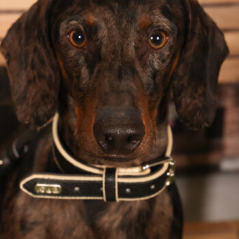 Concorso Fotografico - QuattroZampe in Fiera - Padova - Gennaio/Febbraio 2026