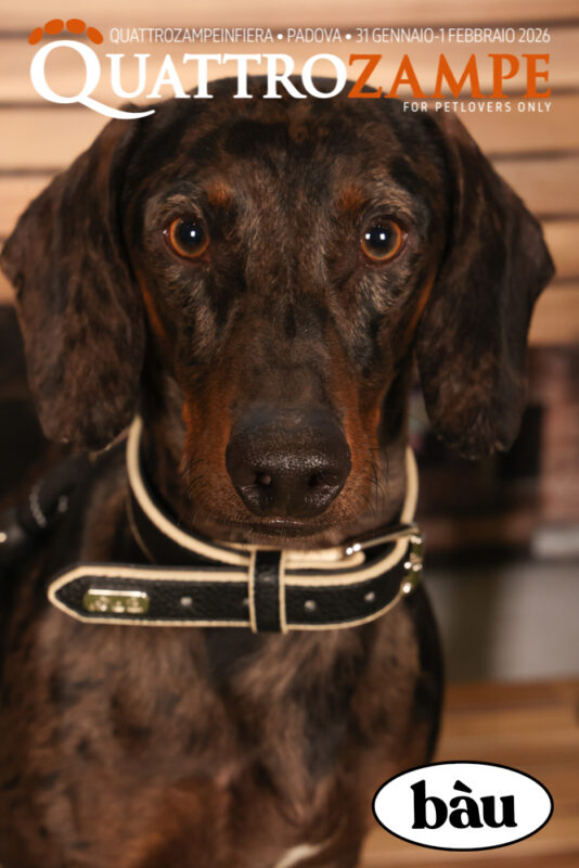 Concorso Fotografico - QuattroZampe in Fiera - Padova - Gennaio/Febbraio 2026