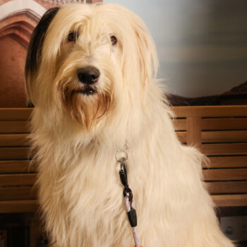 Concorso Fotografico - QuattroZampe in Fiera - Padova - Gennaio/Febbraio 2026