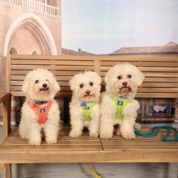 Concorso Fotografico - QuattroZampe in Fiera - Padova - Gennaio/Febbraio 2026