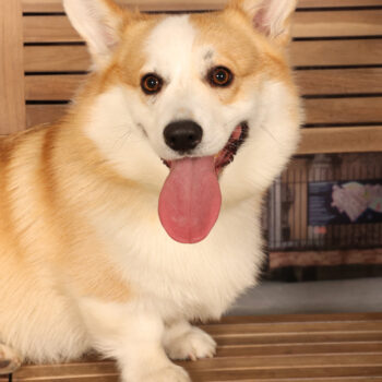 Concorso Fotografico - QuattroZampe in Fiera - Padova - Gennaio/Febbraio 2026