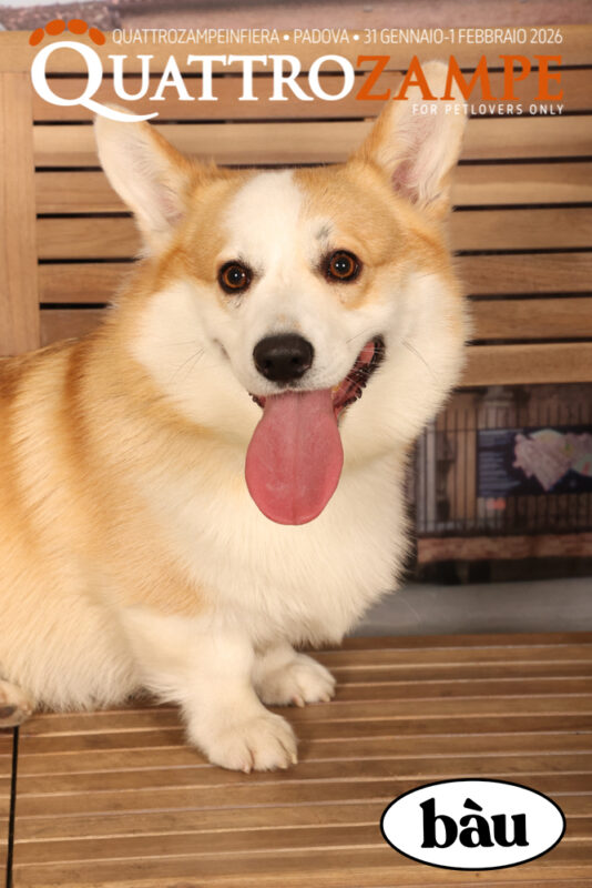 Concorso Fotografico - QuattroZampe in Fiera - Padova - Gennaio/Febbraio 2026
