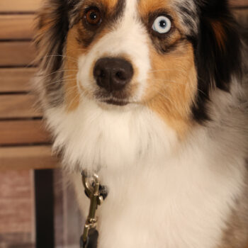 Concorso Fotografico - QuattroZampe in Fiera - Padova - Gennaio/Febbraio 2026