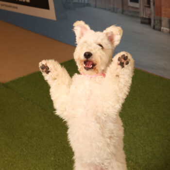 Concorso Fotografico - QuattroZampe in Fiera - Padova - Gennaio/Febbraio 2026