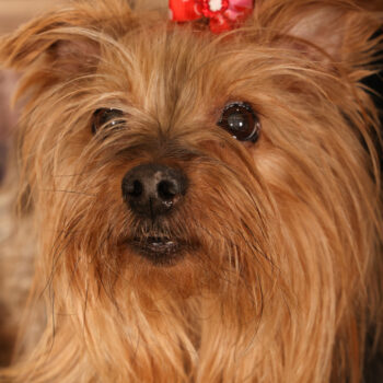 Concorso Fotografico - QuattroZampe in Fiera - Padova - Gennaio/Febbraio 2026