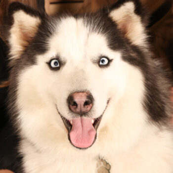 Concorso Fotografico - QuattroZampe in Fiera - Padova - Gennaio/Febbraio 2026