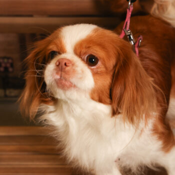 Concorso Fotografico - QuattroZampe in Fiera - Padova - Gennaio/Febbraio 2026