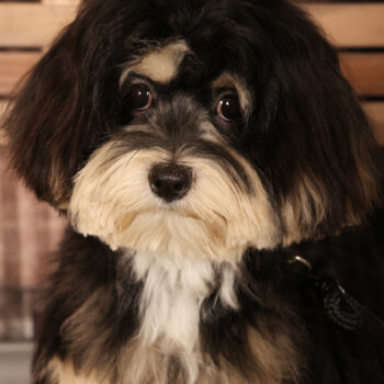 Concorso Fotografico - QuattroZampe in Fiera - Padova - Gennaio/Febbraio 2026