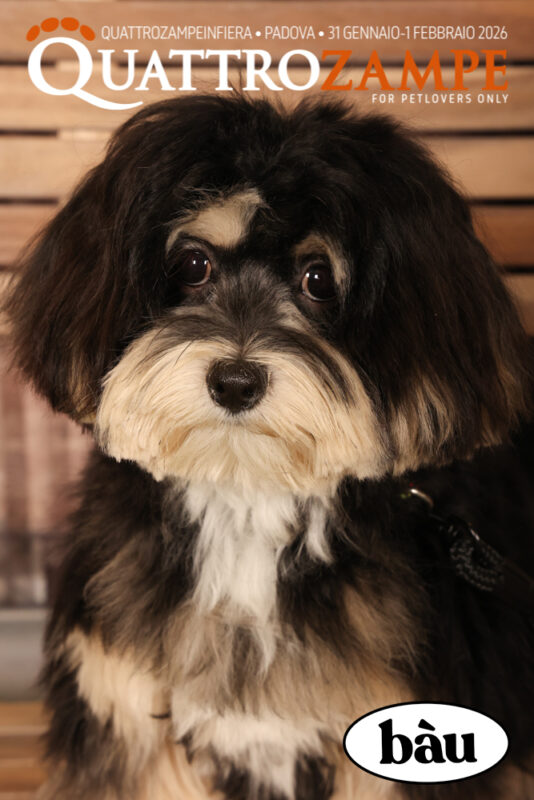 Concorso Fotografico - QuattroZampe in Fiera - Padova - Gennaio/Febbraio 2026