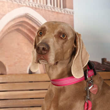 Concorso Fotografico - QuattroZampe in Fiera - Padova - Gennaio/Febbraio 2026