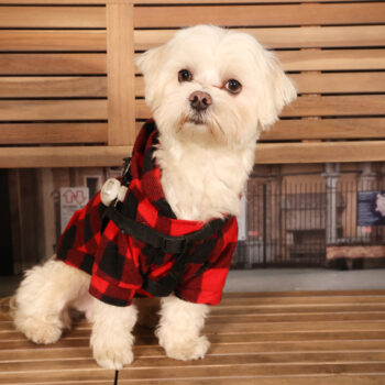 Concorso Fotografico - QuattroZampe in Fiera - Padova - Gennaio/Febbraio 2026