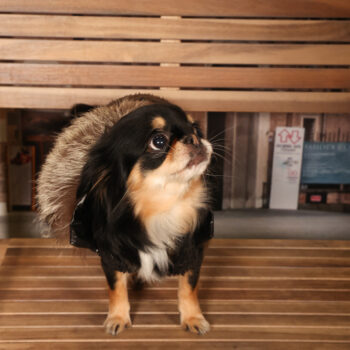 Concorso Fotografico - QuattroZampe in Fiera - Padova - Gennaio/Febbraio 2026