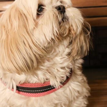 Concorso Fotografico - QuattroZampe in Fiera - Padova - Gennaio/Febbraio 2026