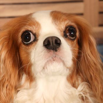 Concorso Fotografico - QuattroZampe in Fiera - Padova - Gennaio/Febbraio 2026