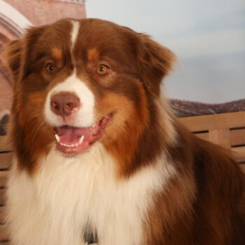 Concorso Fotografico - QuattroZampe in Fiera - Padova - Gennaio/Febbraio 2026