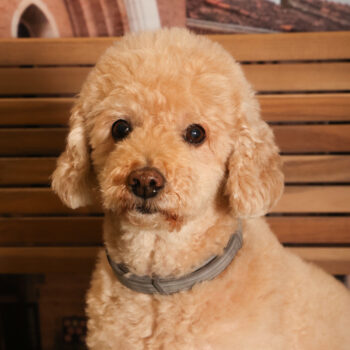 Concorso Fotografico - QuattroZampe in Fiera - Padova - Gennaio/Febbraio 2026