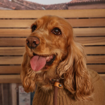 Concorso Fotografico - QuattroZampe in Fiera - Padova - Gennaio/Febbraio 2026