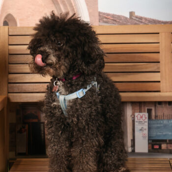 Concorso Fotografico - QuattroZampe in Fiera - Padova - Gennaio/Febbraio 2026