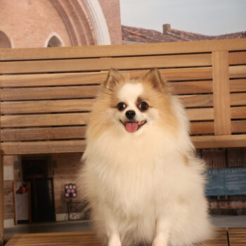 Concorso Fotografico - QuattroZampe in Fiera - Padova - Gennaio/Febbraio 2026