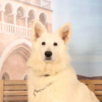 Concorso Fotografico - QuattroZampe in Fiera - Padova - Gennaio/Febbraio 2026