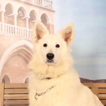 Concorso Fotografico - QuattroZampe in Fiera - Padova - Gennaio/Febbraio 2026