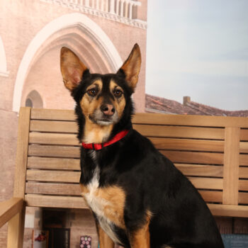 Concorso Fotografico - QuattroZampe in Fiera - Padova - Gennaio/Febbraio 2026