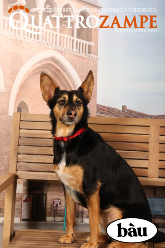 Concorso Fotografico - QuattroZampe in Fiera - Padova - Gennaio/Febbraio 2026