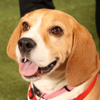 Concorso Fotografico - QuattroZampe in Fiera - Padova - Gennaio/Febbraio 2026