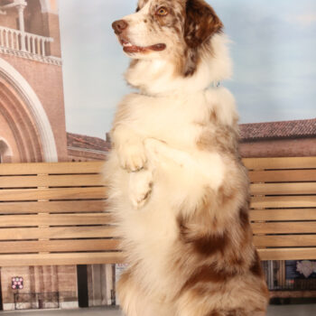 Concorso Fotografico - QuattroZampe in Fiera - Padova - Gennaio/Febbraio 2026