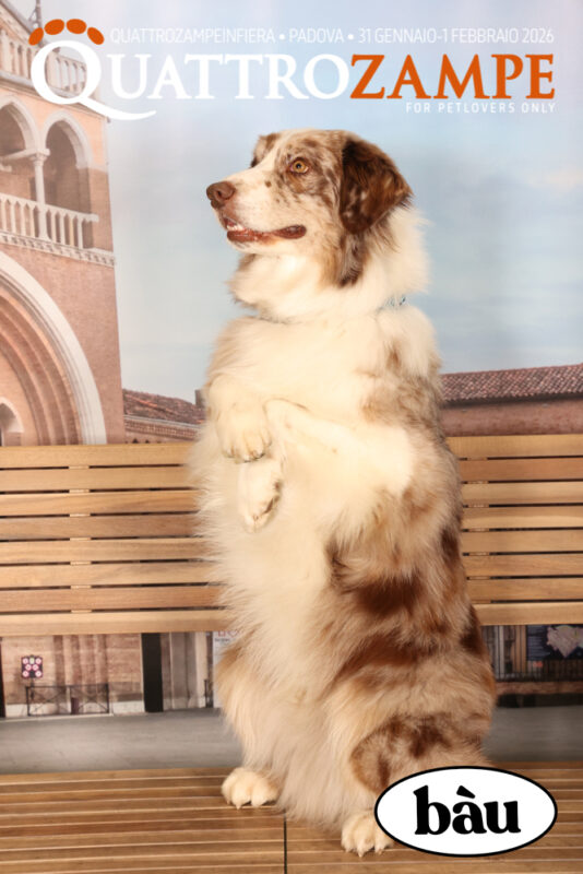 Concorso Fotografico - QuattroZampe in Fiera - Padova - Gennaio/Febbraio 2026