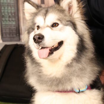 Concorso Fotografico - QuattroZampe in Fiera - Padova - Gennaio/Febbraio 2026