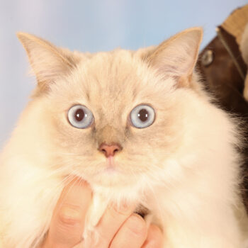 Concorso Fotografico - QuattroZampe in Fiera - Padova - Gennaio/Febbraio 2026