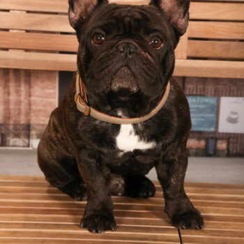 Concorso Fotografico - QuattroZampe in Fiera - Padova - Gennaio/Febbraio 2026