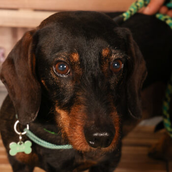 Concorso Fotografico - QuattroZampe in Fiera - Padova - Gennaio/Febbraio 2026